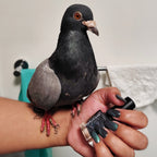 A Pigeon By Any Other Name (Magnetic)